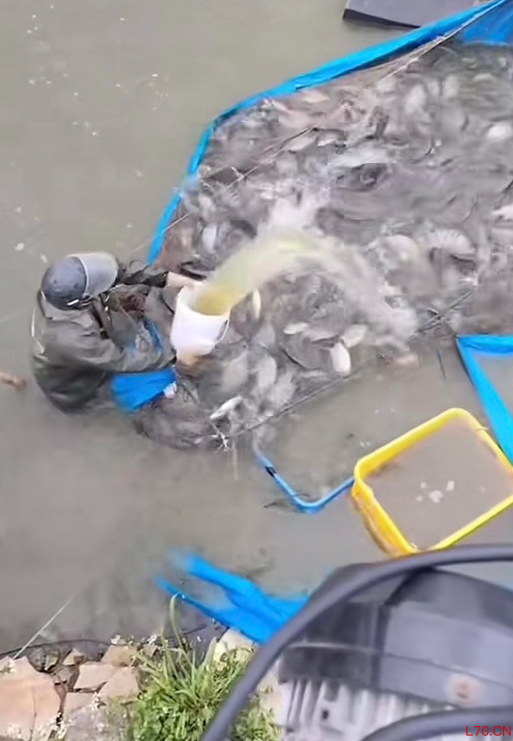 渔民起网时泼撒丁香酚麻醉剂