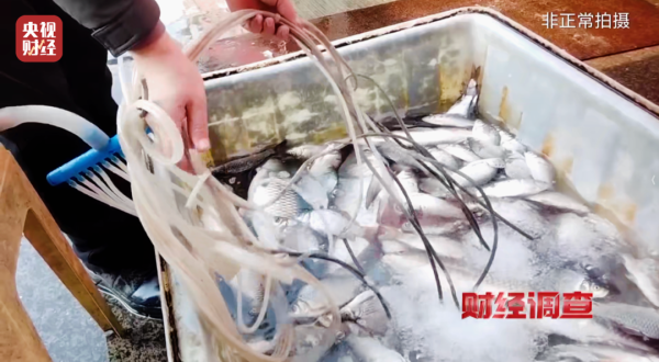 人为麻醉活鱼被曝光，酒精勾兑三无麻醉剂，重庆最新通报