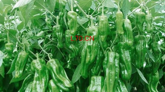 女子用干辣椒泡制天然防虫水 青菜免虫害秘诀