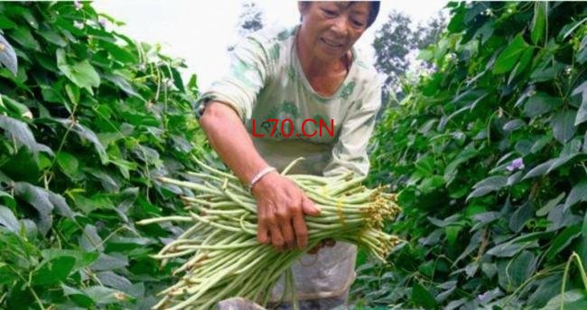 女子用干辣椒泡制天然防虫水 青菜免虫害秘诀
